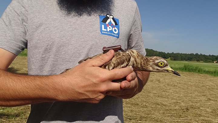 Deux nouvelles balises GPS posées sur les œdicnèmes criards de Dordogne !